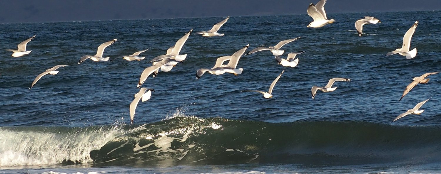 A flock of gulls flies into the wind at Point Hudson.